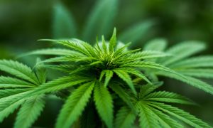 Medical cannabis users report consuming less tobacco
